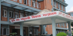 उखु र दूध किसानको बक्यौता तिर्न कृषि मन्त्रालयद्वारा दुई अर्ब निकासा