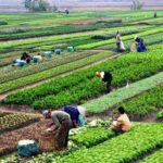 राष्ट्र बैंकको अध्ययनः गण्डकीमा कृषि क्षेत्र घट्दै