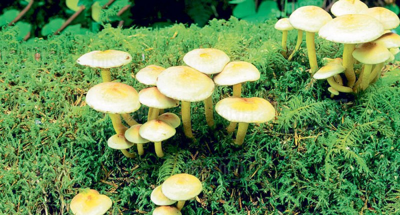 जंगली च्याउ खाँदा एकै परिवारका ५ जना बिरामी