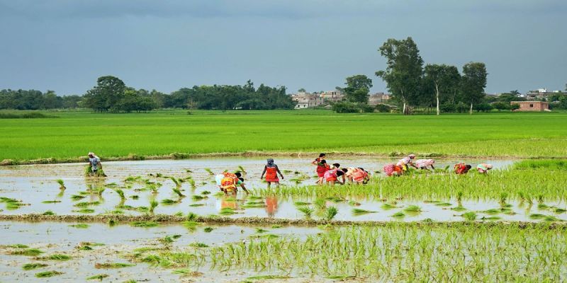 देशभर अहिलेसम्म ५९ प्रतिशत रोपाइँ, अझै साढे ५ लाख हेक्टरमा बाँकी