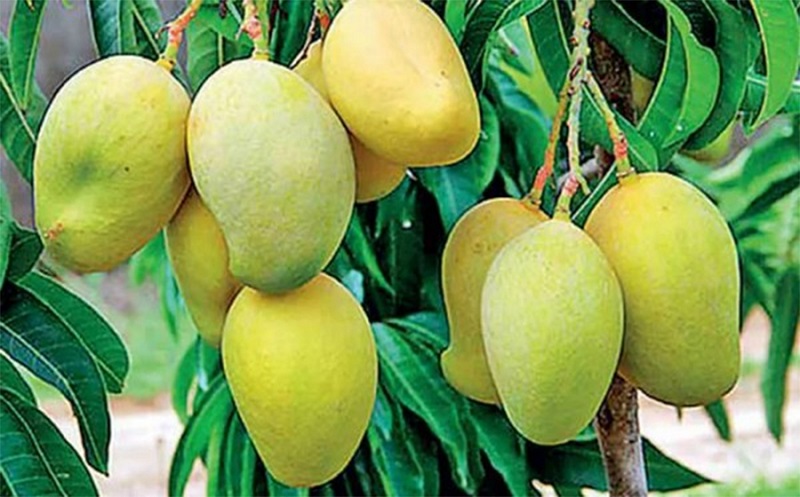 साउनमा भित्रियो करिब ३ अर्बको आँप