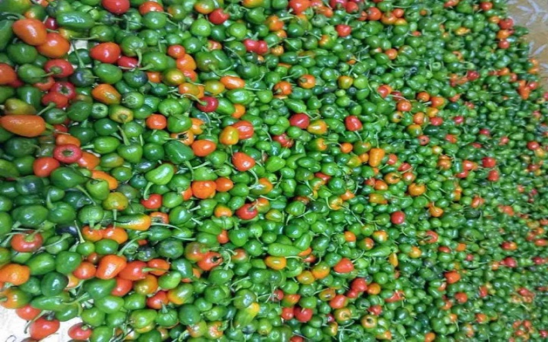 अकबरे खुर्सानीमा भेटियो अत्यधिक विषादी