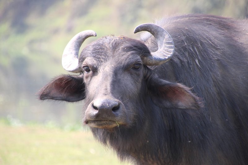 सरकारले ल्यायो भैँसीको मासु निर्यात सम्बन्धि कार्यविधि, ५०% सम्म अनुदान